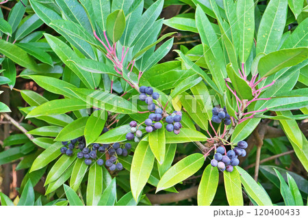 黒いヒメユズリハの実（秋、十一月） 120400433