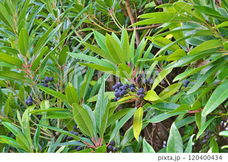 黒いヒメユズリハの実（秋、十一月） 120400434