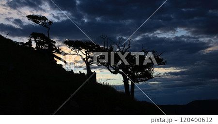 Weathered trees at dusk, New Zealand. 120400612