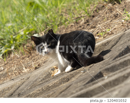 河川敷に澄む地域猫 120401032