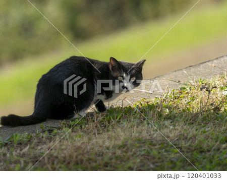 河川敷に澄む地域猫 河川敷に澄む地域猫 120401033