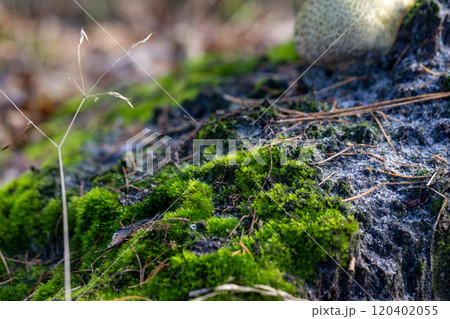 Vibrant, Lush Green Moss Grows Naturally on the Forest Floor, Showcasing Intricate Textures 120402055