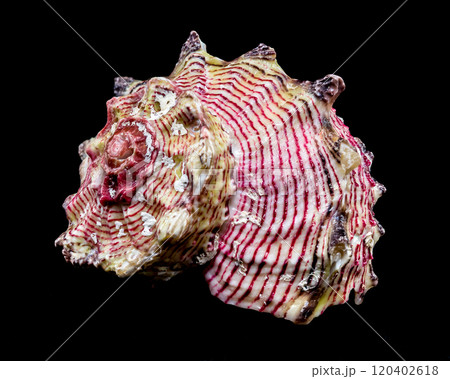 Elegant Strawberry Conch on Black Background Elegant Strawberry Conch on Black Background 120402618
