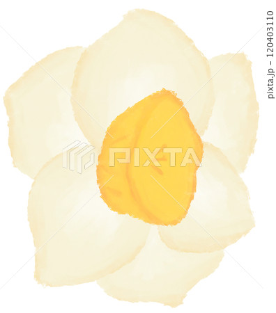 Narcissus is the birth flower of December. Narcissus is the birth flower of December. 120403110