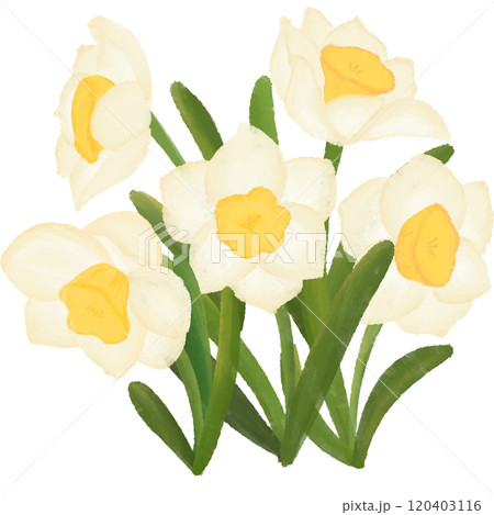 Narcissus is the birth flower of December. Narcissus is the birth flower of December. 120403116
