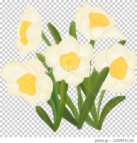 Narcissus is the birth flower of December. 120403116