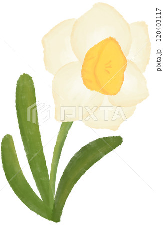 Narcissus is the birth flower of December. Narcissus is the birth flower of December. 120403117