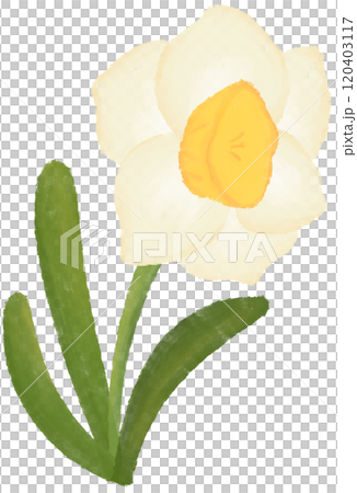 Narcissus is the birth flower of December. 120403117