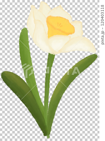 Narcissus is the birth flower of December. Narcissus is the birth flower of December. 120403118