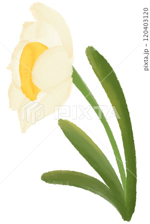 Narcissus is the birth flower of December. 120403120