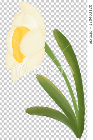 Narcissus is the birth flower of December. 120403120