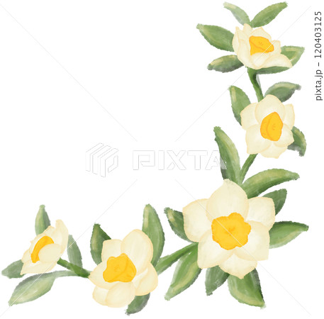 Narcissus is the birth flower of December. Narcissus is the birth flower of December. 120403125
