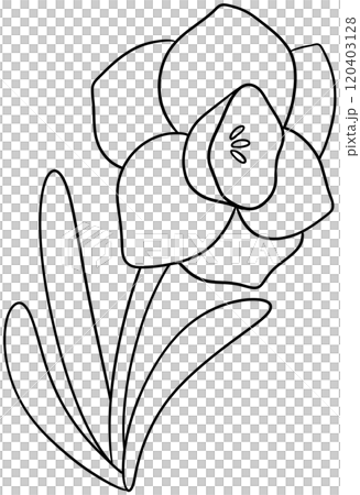 Narcissus Coloring Pages flower of December Narcissus Coloring Pages flower of December 120403128