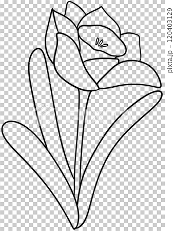 Narcissus Coloring Pages flower of December Narcissus Coloring Pages flower of December 120403129