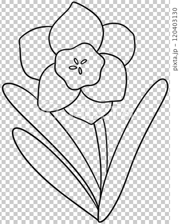 Narcissus Coloring Pages flower of December Narcissus Coloring Pages flower of December 120403130