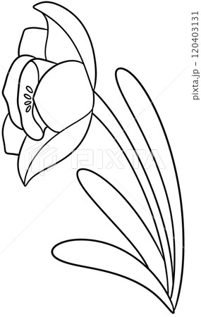 Narcissus Coloring Pages flower of December Narcissus Coloring Pages flower of December 120403131