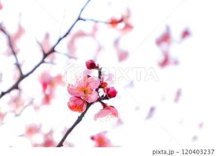 晴れた日の紅梅 晴れた日の紅梅 120403237
