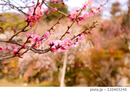 紅梅 120403240