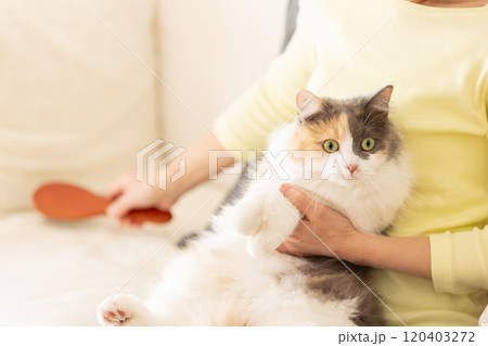 猫のブラッシングをする女性 猫のブラッシングをする女性 120403272