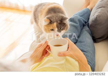 飼い主に遊んで欲しい猫 120403282