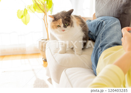 人間に寄り添う猫 120403285
