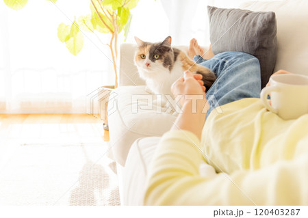 人間に寄り添う猫 120403287
