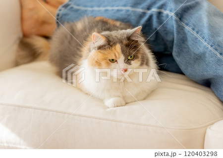 猫ライフ 猫ライフ 120403298