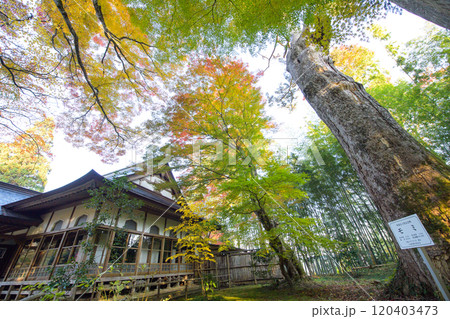 世界遺産中尊寺　モミの巨木擁する大長寿院の朝　天然記念物　岩手県 120403473
