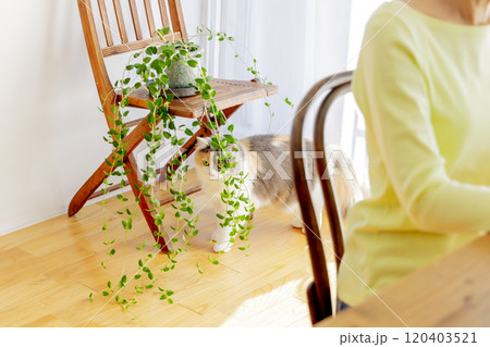 猫の居る暮らし 120403521