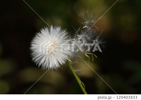 Crassocephalum rubens seeds 120403833