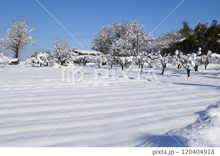 東北地方の雪景色 山形県庄内 東北地方の雪景色 山形県庄内 120404918