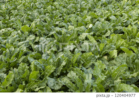 agricultural field with green beets 120404977