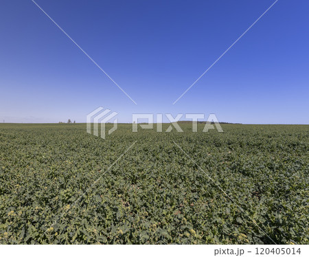 rapeseed flowers are yellow against a sky rapeseed flowers are yellow against a sky 120405014