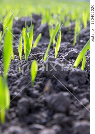 green sprouts of frost-resistant wheat, close-up green sprouts of frost-resistant wheat, close-up 120405026