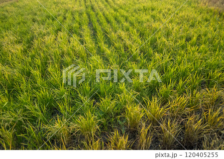 収穫間近の稲穂 120405255
