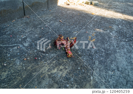 コンクリートの地面に落ちているザクロの実 コンクリートの地面に落ちているザクロの実 120405259