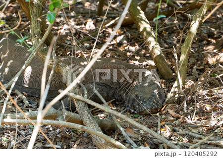 藪に隠れる野生のコモドドラゴン 120405292