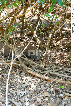 藪に隠れる野生のコモドドラゴン 藪に隠れる野生のコモドドラゴン 120405293