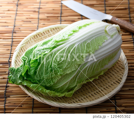 ざるにのせた新鮮な白菜 ざるにのせた新鮮な白菜 120405302