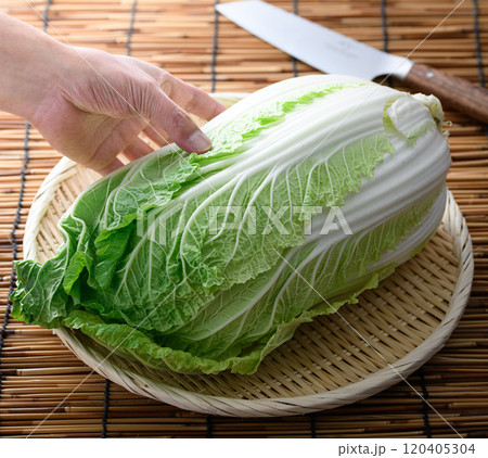 ざるにのせた新鮮な白菜 120405304