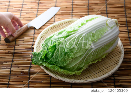 ざるにのせた新鮮な白菜 120405309