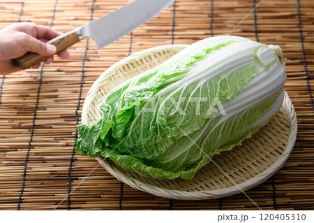 ざるにのせた新鮮な白菜 ざるにのせた新鮮な白菜 120405310