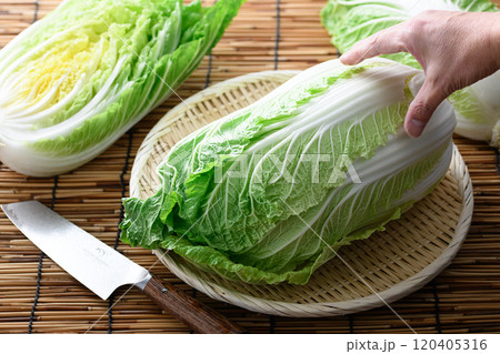 ざるにのせた新鮮な白菜 120405316