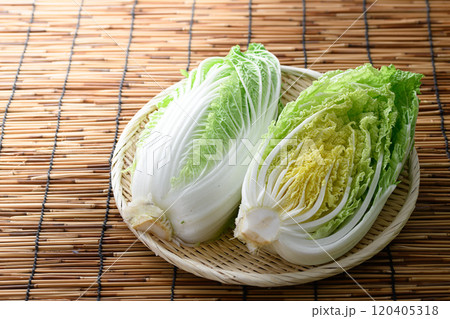 ざるにのせた新鮮な白菜 ざるにのせた新鮮な白菜 120405318
