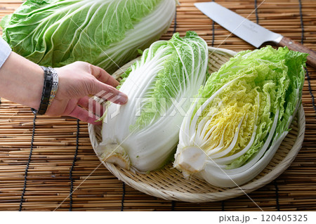 ざるにのせた新鮮な白菜 ざるにのせた新鮮な白菜 120405325