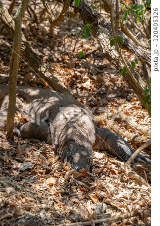 藪に隠れる野生のコモドドラゴン 120405326