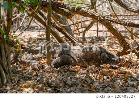 藪に隠れる野生のコモドドラゴン 120405327