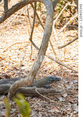 藪に隠れる野生のコモドドラゴン 120405348