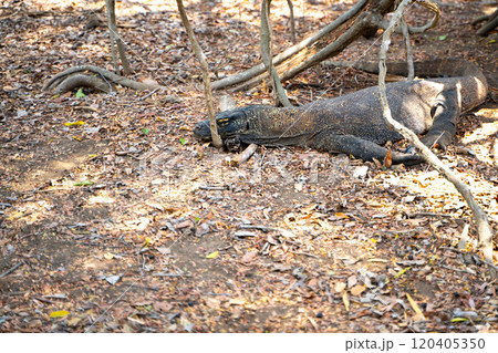 藪に隠れる野生のコモドドラゴン 120405350