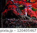 紅葉と赤 120405467